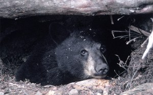 Sleepy eyes, from bear.com