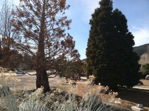 One casualty, one survivor, who is to say what is better?